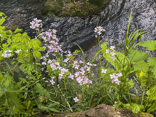 Cuckoo Flower